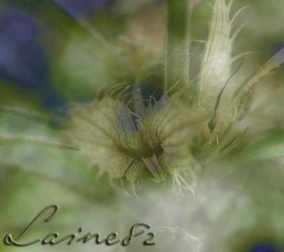 Gentle Greens
