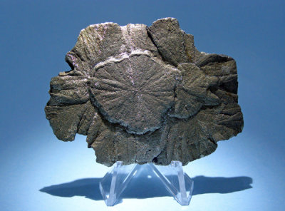 61. Sunflower Pyrite. Purchased from maine_magic on eBay.