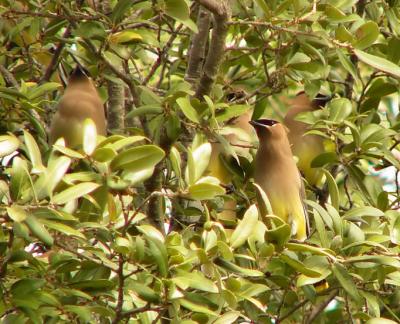 ranchcedarwaxwings