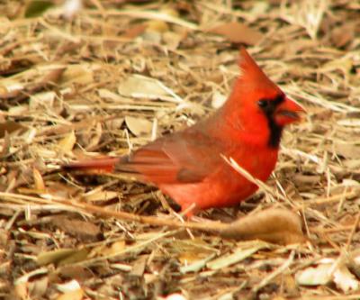 moreranchbirds