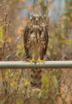 coopershawk