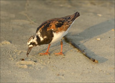 BD080818_284C.jpg