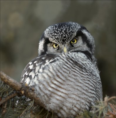 Hibous (Owls)