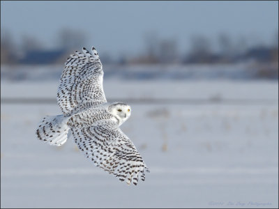 Harfang des neiges (Snow Owl)