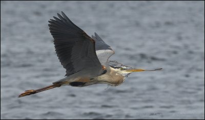 Oiseaux en vol (Birds in flight)