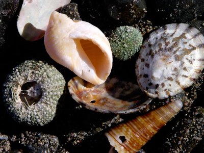 Shells of Whangaumu