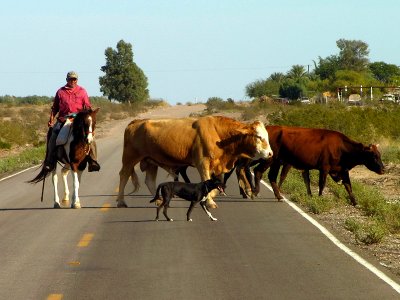 Mexican Cattle Drive