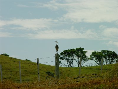 Heron on a Fence