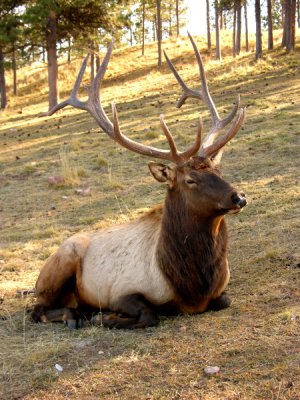 Stately Elk
