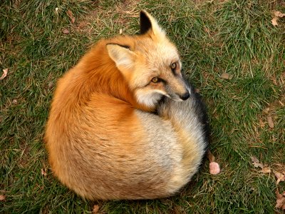 Red Fox Beauty