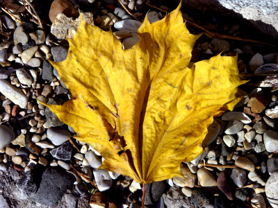 Lone Oak Leaf on Lake Michigan