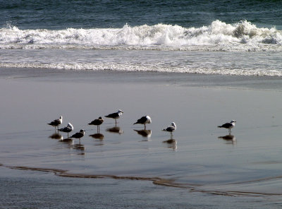 Gulls Enjoying Life!