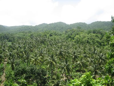 Coconut farm in Reach valley