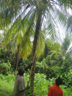 Getting Coconuts on our way to Reach Falls