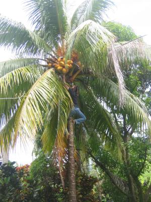 Matt climbing trees