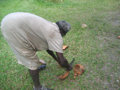 Cutting open Coconuts