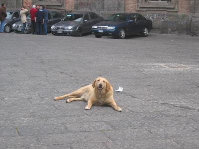 Dog of Naples