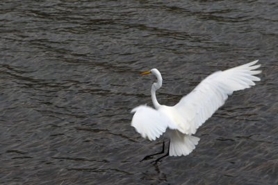 Egret