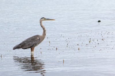 Heron