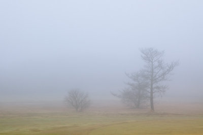 Mist