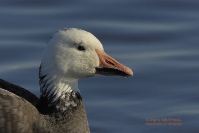 Snow Goose dark morph