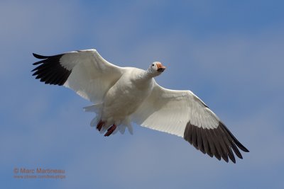 Snow Goose in flight !