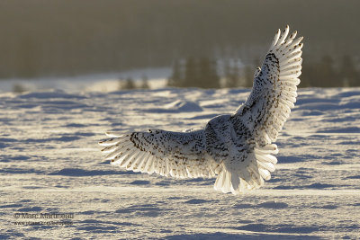 Snowy Owl landing
