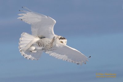 Snowy Owl in flight !