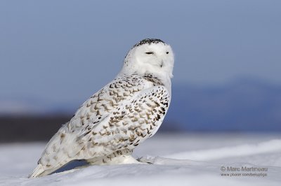 Snowy Owl relaxing...