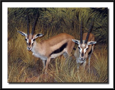  Antelope