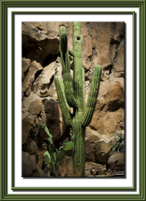  cactus