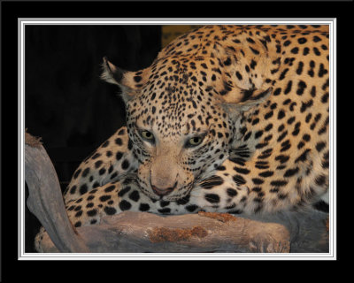   Leopard