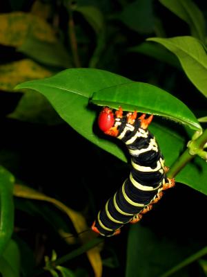 Caterpillar, Baie Mahault