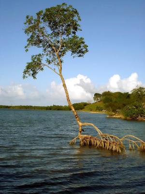 Where the mangrove meets the sea
