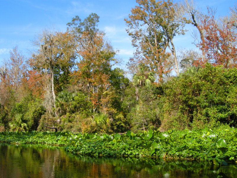 Wekiwa River