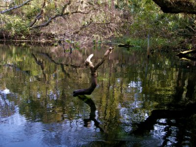 Wekiwa River