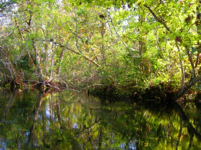 Wekiwa River