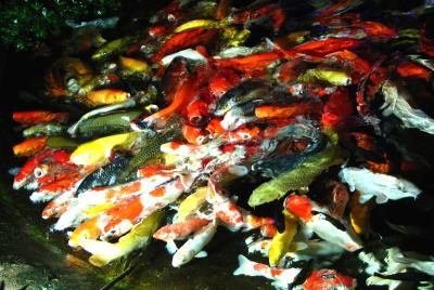 surrounded by carps