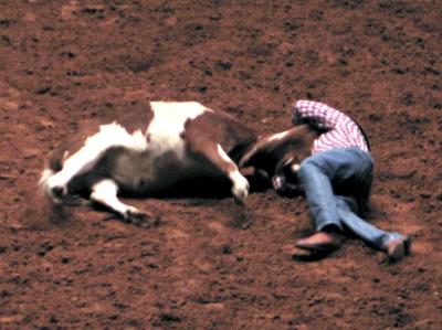 Wrestling with a bull