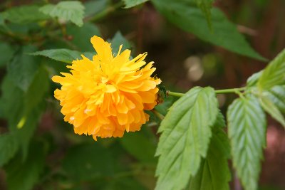 May 2008 - Morning Calm Garden