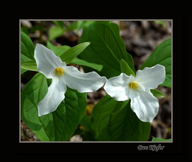 Two Trillium