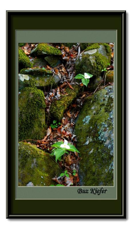 Two Trillium in Rocks
