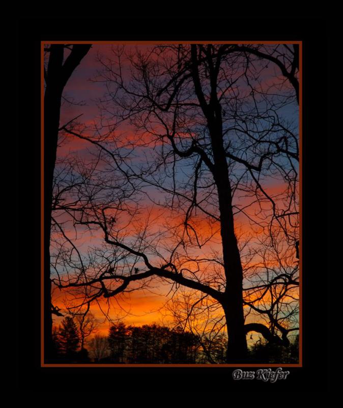 Leafless Tree against a December Sky
