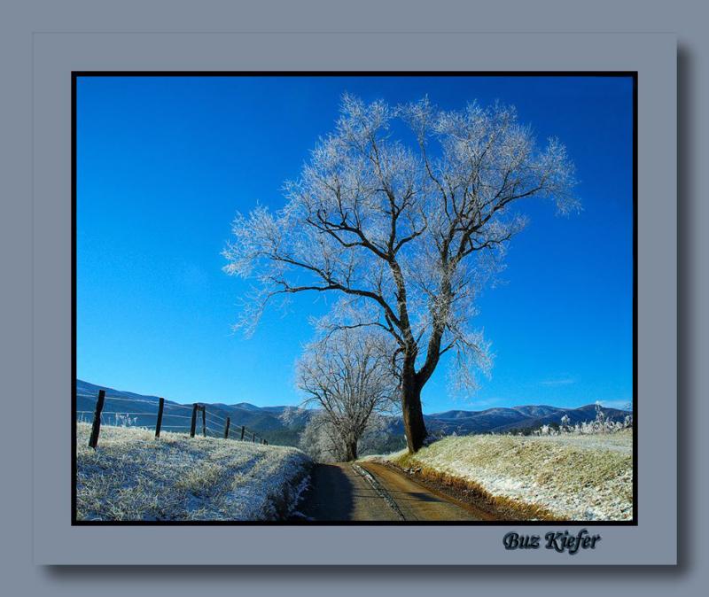 Tree on Hyatt Lane