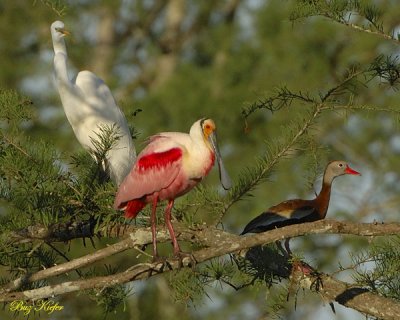 Great White Egret, Rosetta Spoonbill and Black-bellied Whistling Duck