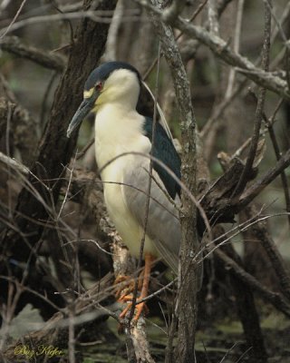 Black-crowned Night Heron