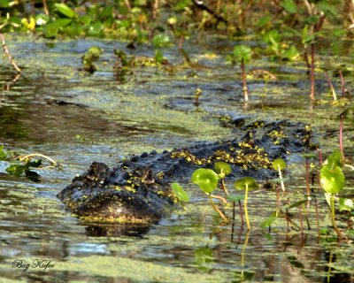 Big Lousiana Gator