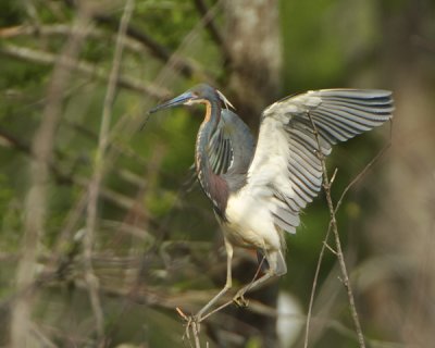 Tricolor Heron