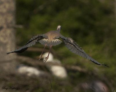 Tricolor in Flight