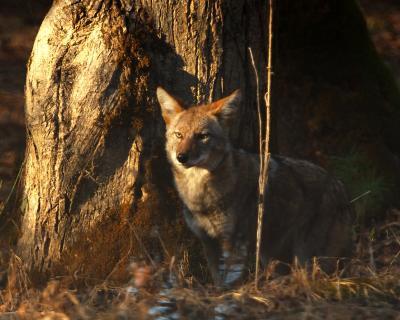 Coyote in the Sun